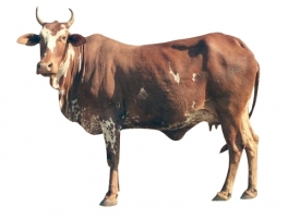 nimari-cows.jpg