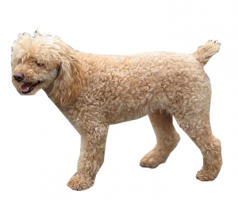 poodle-(male).png