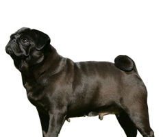 pug-(female).png