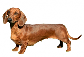 dachshund-(female).png