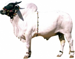 deoni-male-cow--breed.jpg