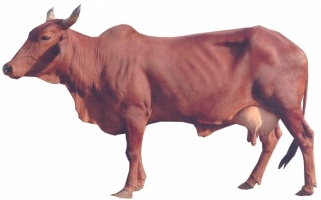 Red-sindhi-female-cow-breed.jpg