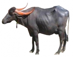 Marathwadi Buffalo