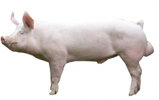large-white-yorkshire-male-pig.jpg