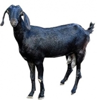 osmanabadi-female-goat.jpg