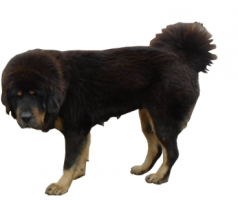 tibetan-mastiff-(female).png