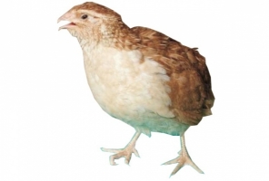 Cari Sunheri Quail Breed Care