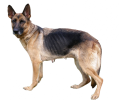 german-shepherd-(female).png