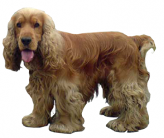 cocker-spaniel.png