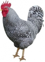 Plymouth_Rock_chicken.jpg