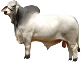 kherigarh-male-cow-breeds.jpg