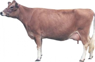 jersey-cow.jpg