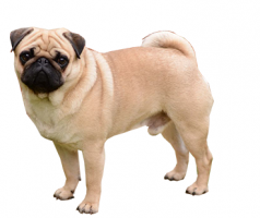 pug-(male).png