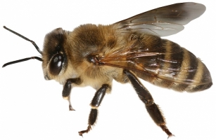 european-bee.jpg