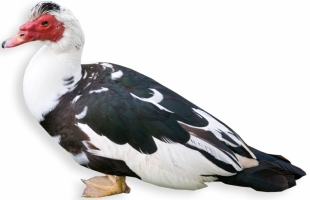 muscovy-duck.jpg