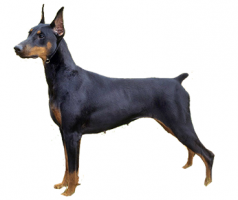 doberman-(female).png