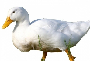 White Pekin Duck Food