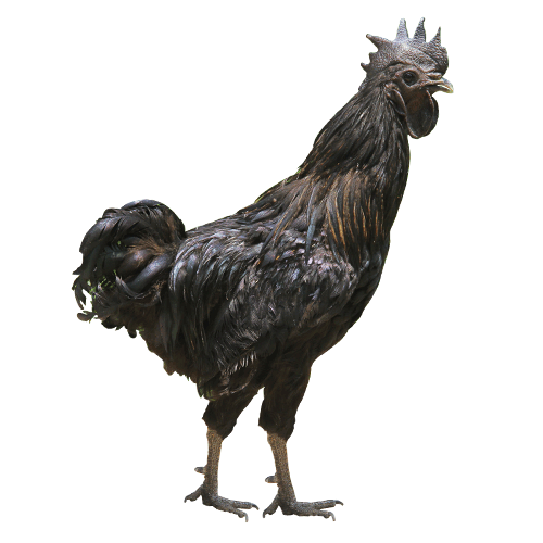 kadaknath-hen-500x500.png