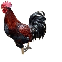 Basra Chicken