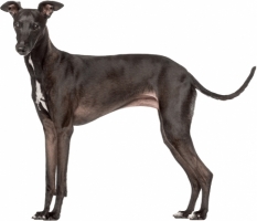 greyhound-d.jpg