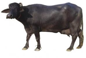 Surti Buffalo