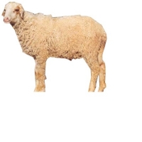 Magra Sheep Farming