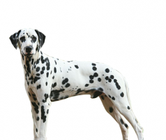 dalmatian-(male).png