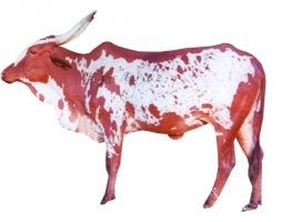 baragur-female-cow-breed.jpg