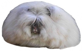 angora.jpg