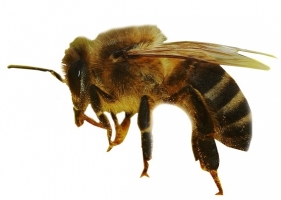 dammer-or-stingless-bee.jpg