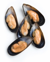 Mussels Fish India