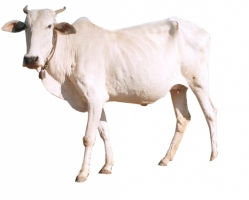 gaolao-male-cow.jpg