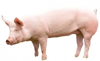 landrace-female-pig.jpg