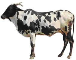 dangi female cow.jpg