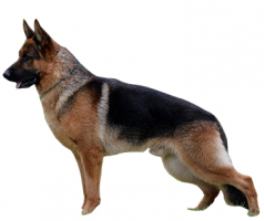 german-shepherd-(male).png