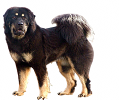 tibetan-mastiff-(male).png
