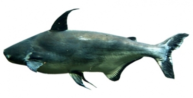 Pangasius Catfish