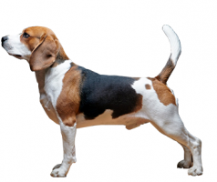 beagles-(male).png