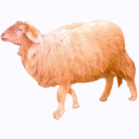 Munjal Sheep Punjab
