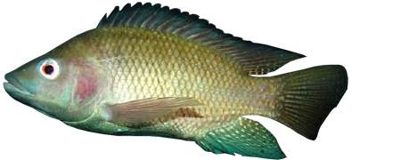 Tilapia Catfish Aquafarming