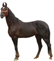 marwari-horse.jpg