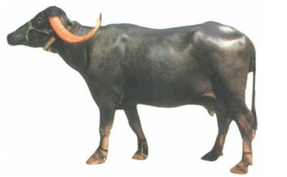nagpuri-buffallow-500x500.png