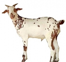 barbari-male-goat.jpg