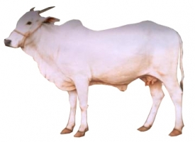 ongole_cow.jpg