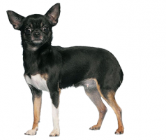 chihuahua-(female).png