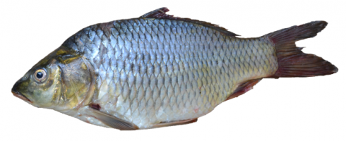 Sarana Fish Feed