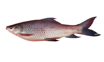 Rohu Fish Care