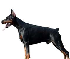 Doberman-Pinscher-male.png