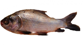 Catla Fish Details