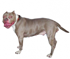 pit-bull-(female).png